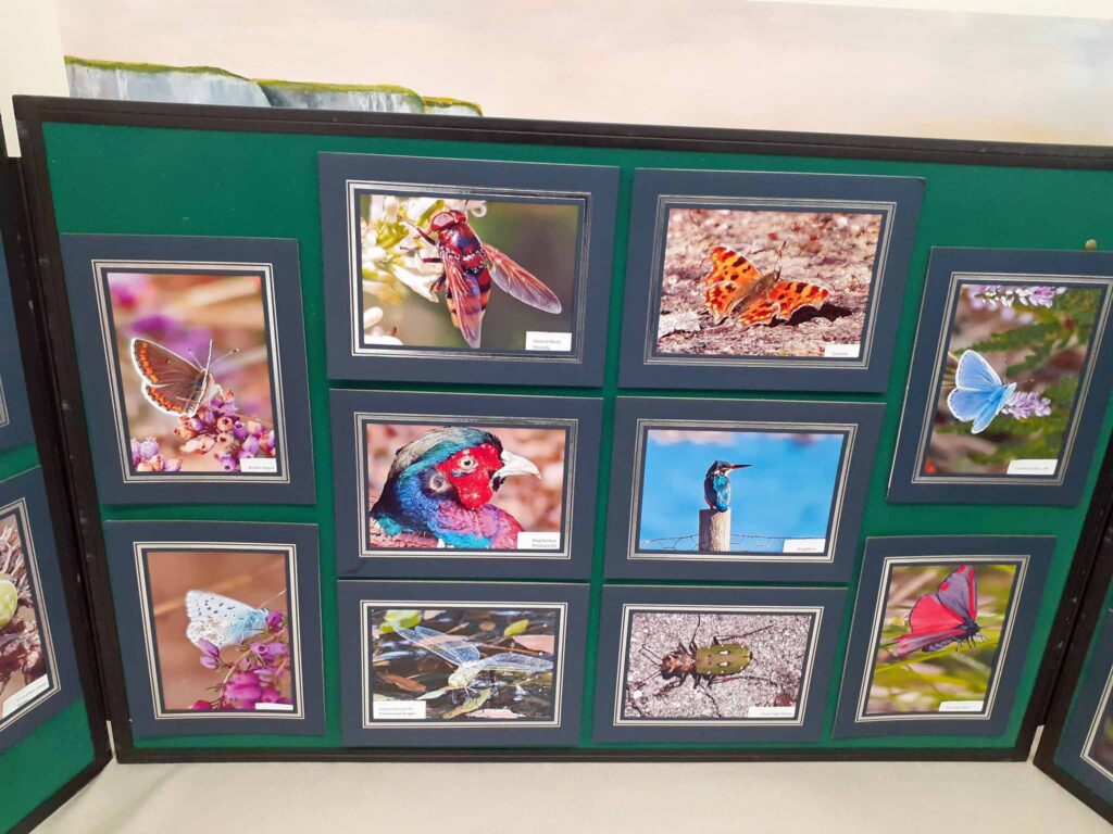 Brownsea exhibition at Swanage library