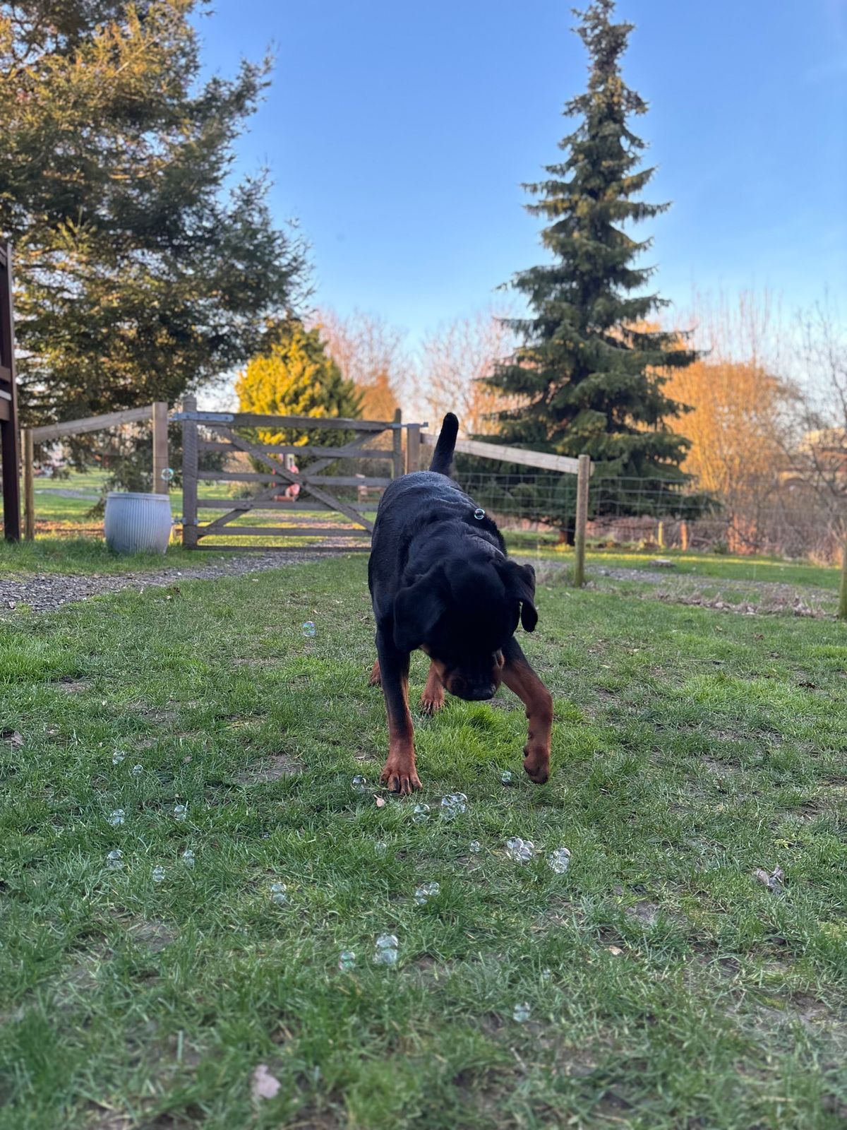 A fenced yard meant Bear had room to run and play