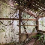 Brocklands Adventure Park is covered in weeds