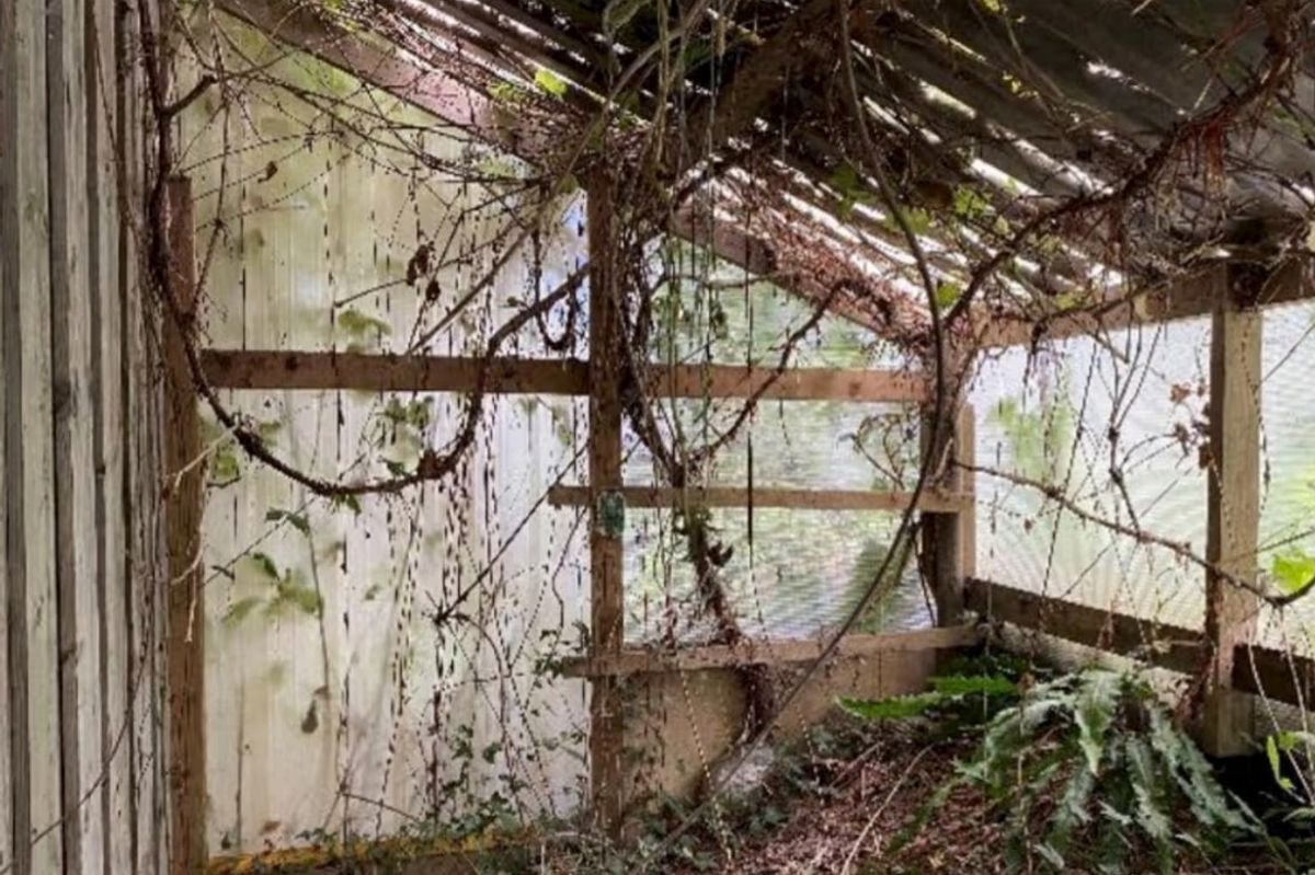 Brocklands Adventure Park is covered in weeds