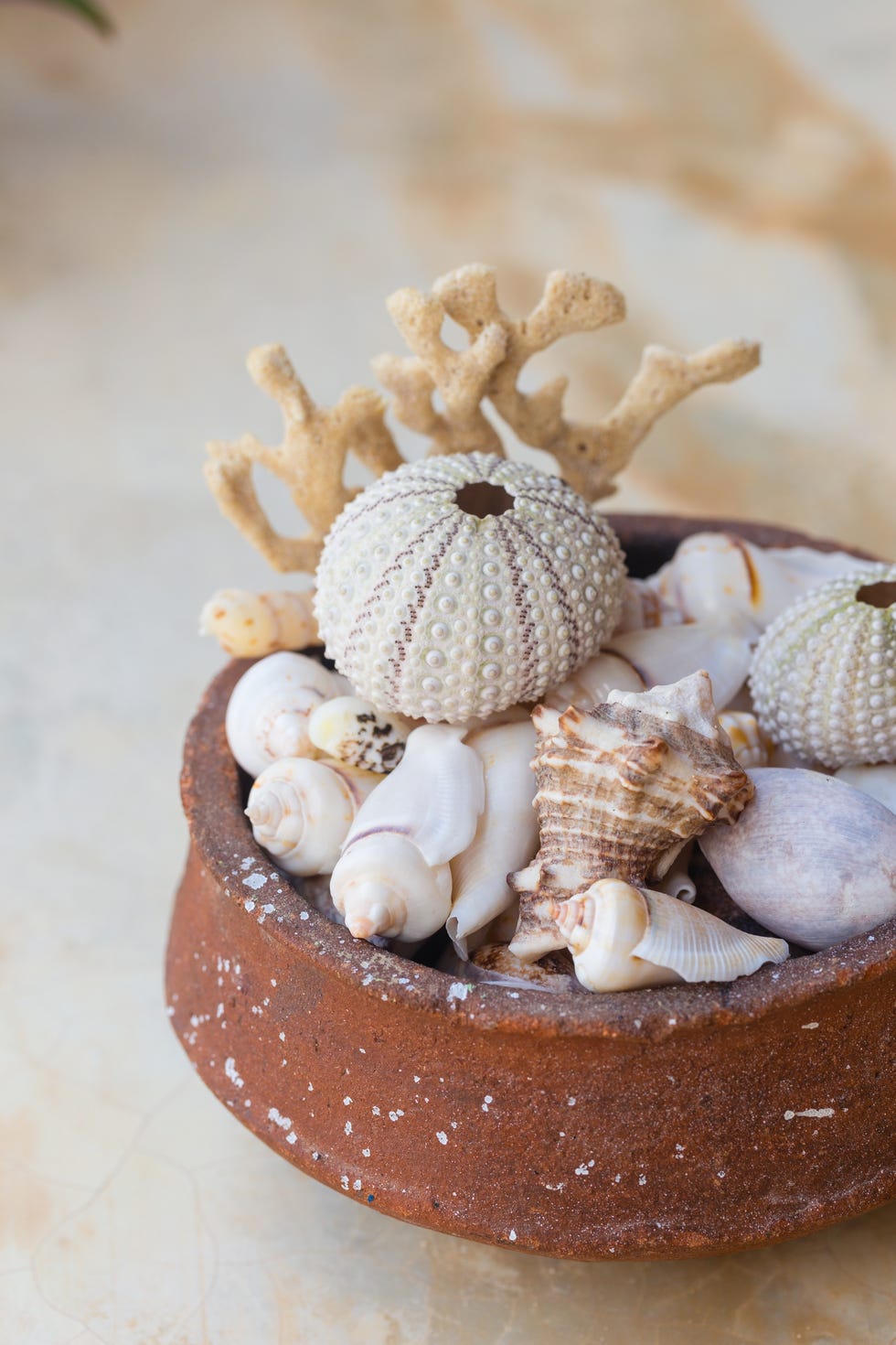 a collection of sea shells and corals in a clay pot. sea ​​theme decoration